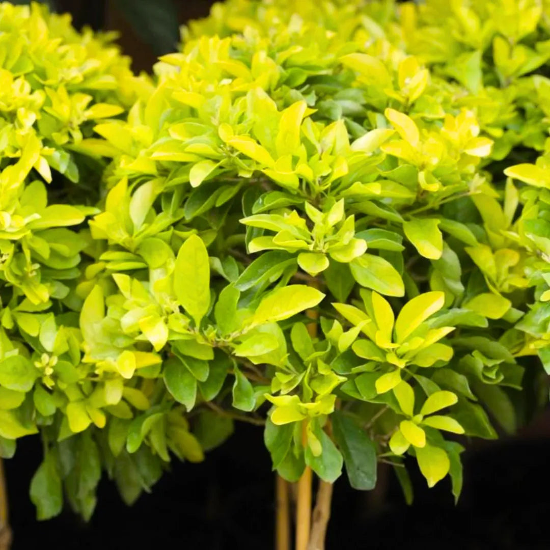 Buy Golden Duranta Hedge - Plant Online at Lalitenterprise