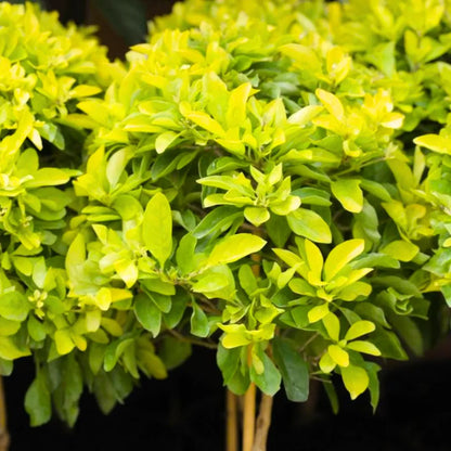 Buy Golden Duranta Hedge - Plant Online at Lalitenterprise