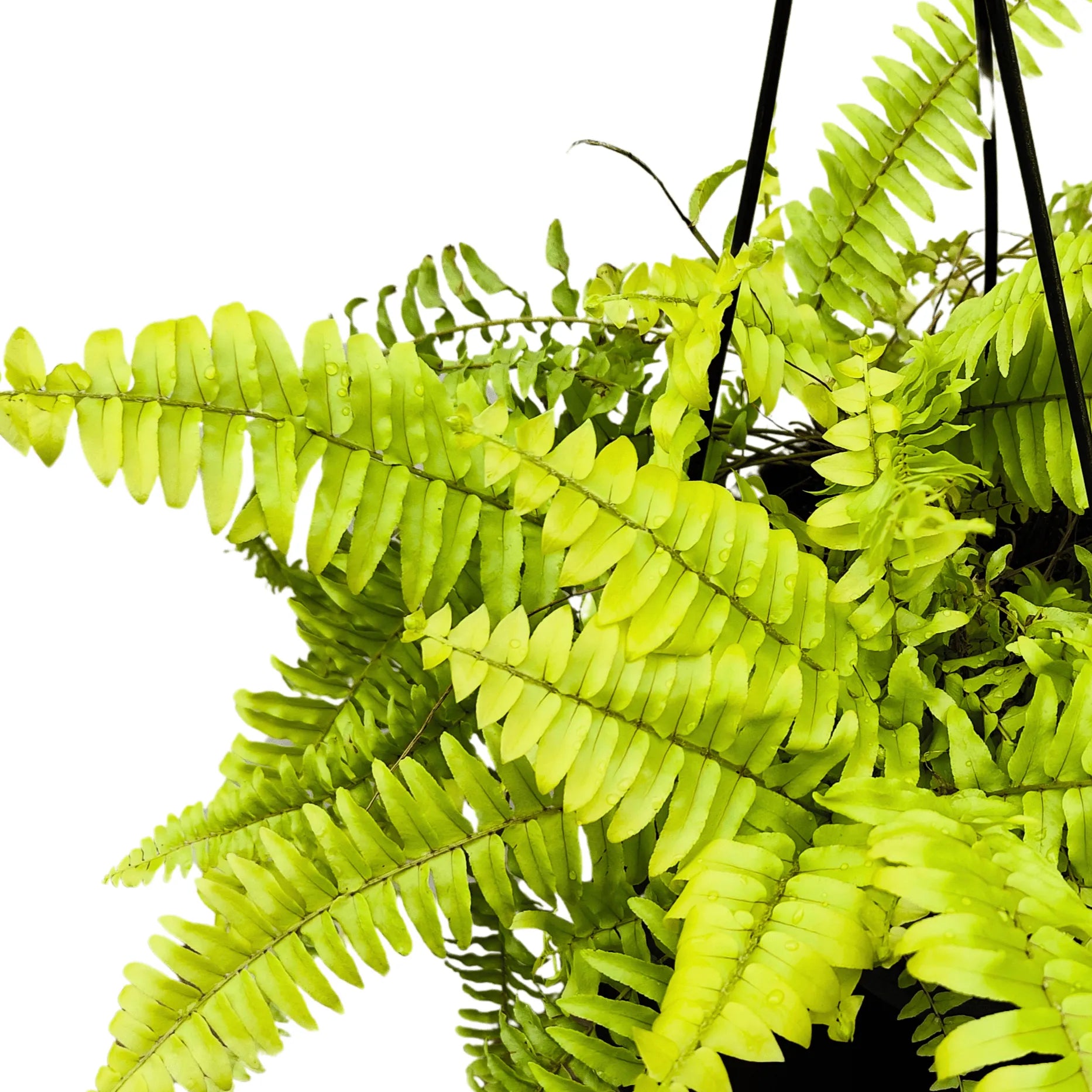 Buy Golden Fern Plant With Hnaging Basket online at Lalitenterprisse