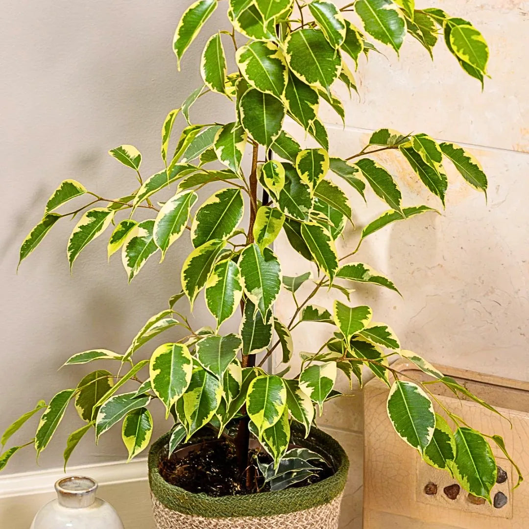 Buy Golden Ficus Benjamina "Reginald" - Plant