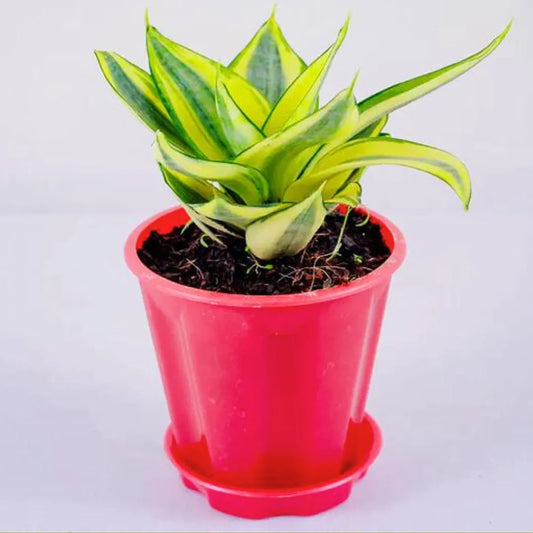 Buy Sansevieria Trifasciata 'Golden Hahnii' | Golden Bird's Nest Snake Plant Online at Lalitenterprise
