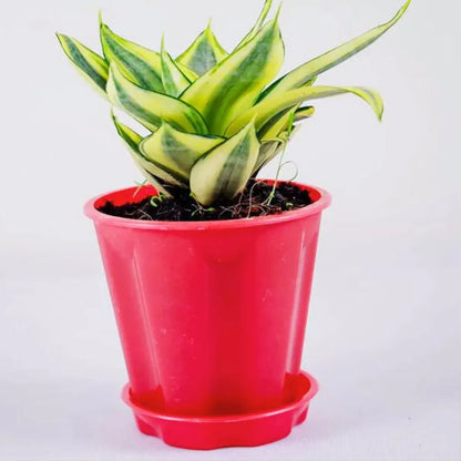 Buy Sansevieria Trifasciata 'Golden Hahnii' Online at Lalitenterprise