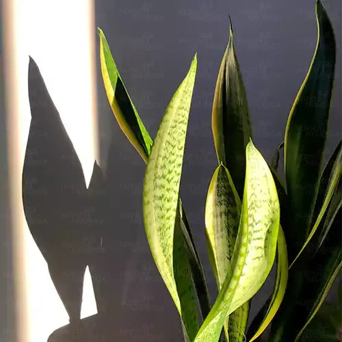Buy Sansevieria Trifasciata 'Golden Hahnii' | Golden Bird's Nest Snake Plant Online at Lalitenterprise