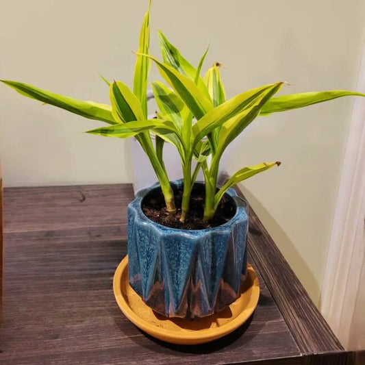 Buy Golden Lucky Bamboo | Dracaena Sanderiana 'Aurea' - Plant Online at Lalitenterprise