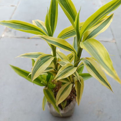 lucky bamboo yellow Golden Lucky Bamboo | Dracaena Sanderiana 'Aurea'
