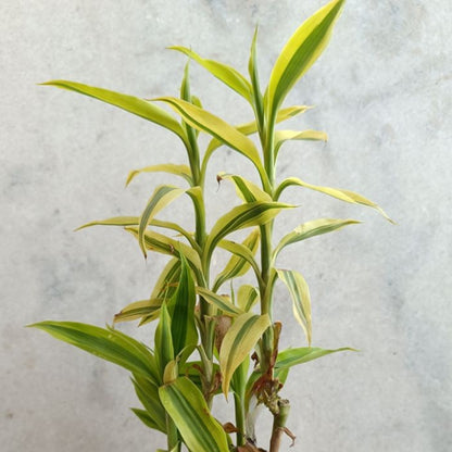 yellow lucky bamboo stem Golden Lucky Bamboo | Dracaena Sanderiana 'Aurea'