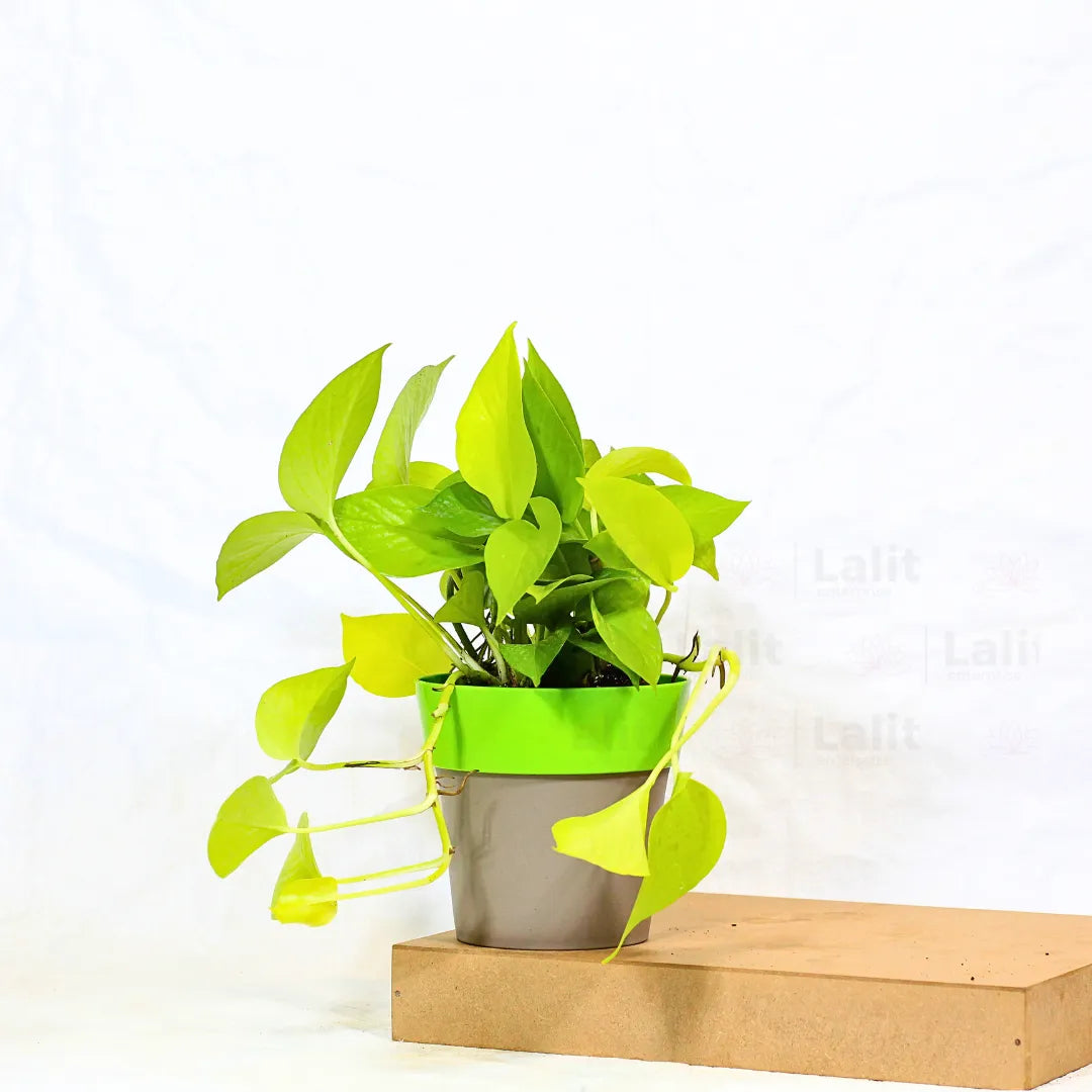 Buy Golden Pothos Plant Online at Lalitenterprise