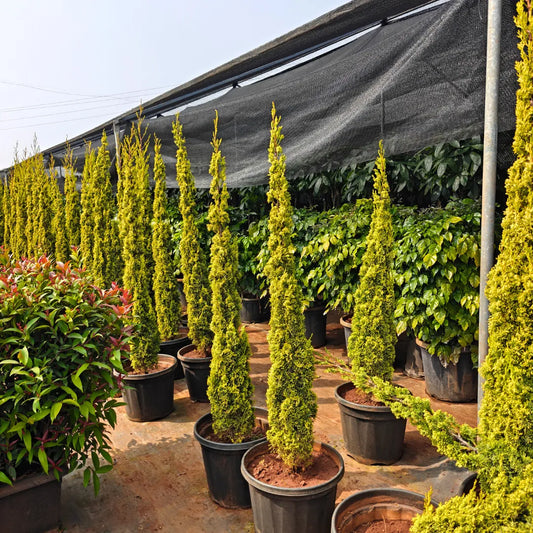 Buy Golden Pencil Pine (Cupressus Sempervirens) 'Swane's Golden' - Plant Online at Lalitenterprise