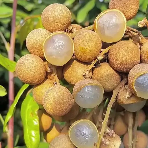 Buy Golden River Longan "Grafted" - Plant Online at Lalitenterprise