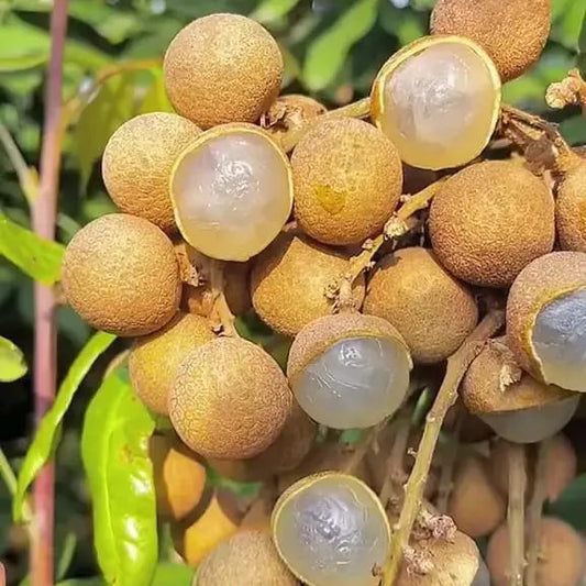 Buy Golden River Longan "Grafted" - Plant Online at Lalitenterprise