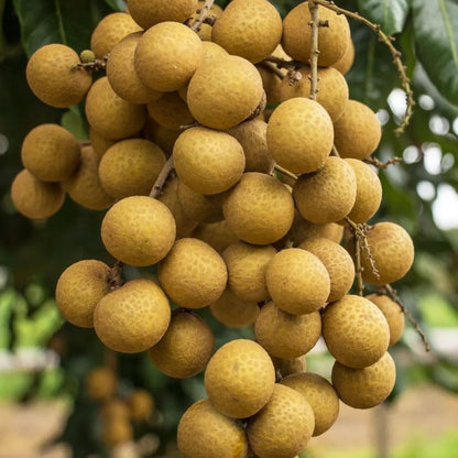 Buy Golden River Longan "Grafted" - Plant Online at Lalitenterprise
