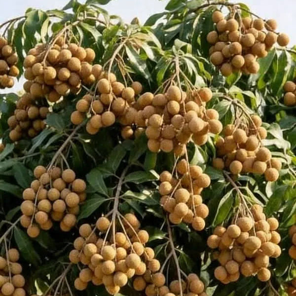 Buy Golden River Longan "Grafted" - Plant Online at Lalitenterprise