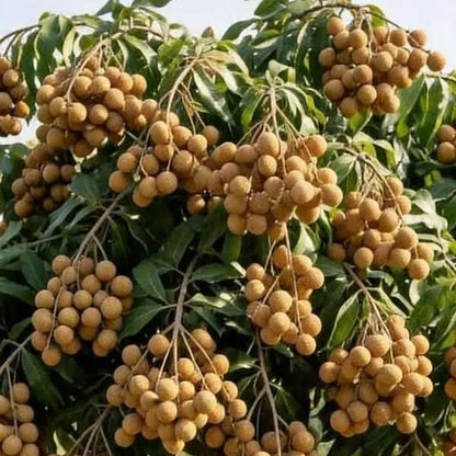 Buy Golden River Longan "Grafted" - Plant Online at Lalitenterprise