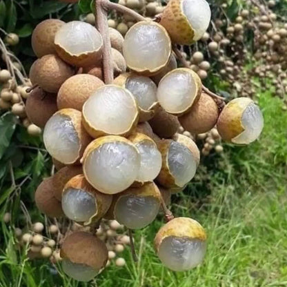 Buy Golden River Longan "Grafted" - Plant Online at Lalitenterprise