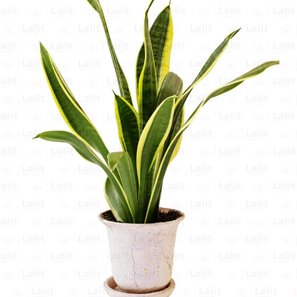 Buy Golden Snake Plant | Sansevieria Trifasciata Online at Lalitenterprise