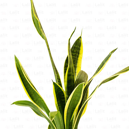 Buy Sansevieria Trifasciata Plant Online at Lalitenterprise
