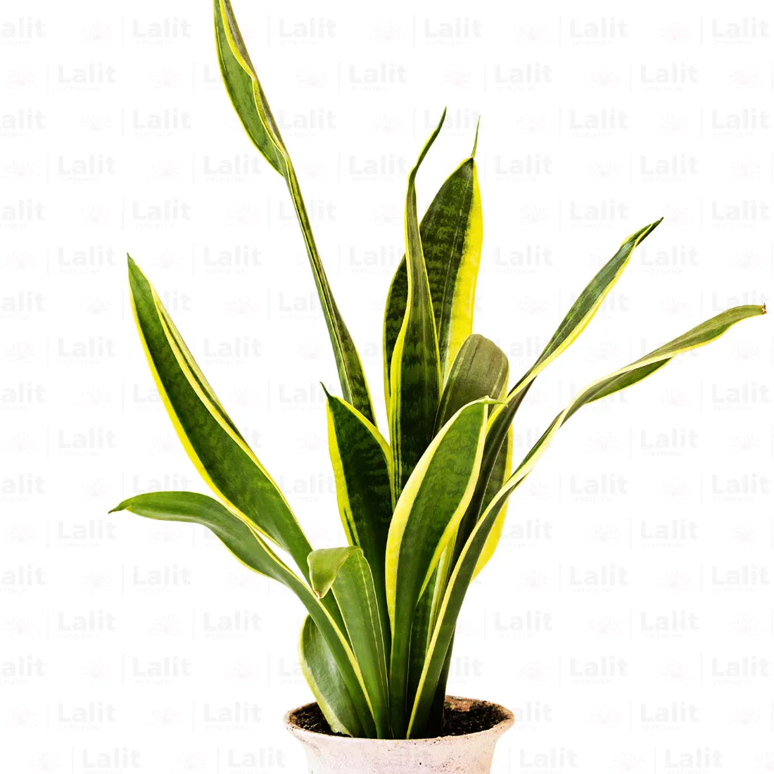 Buy Golden Snake Plant Online at Lalitenterprise