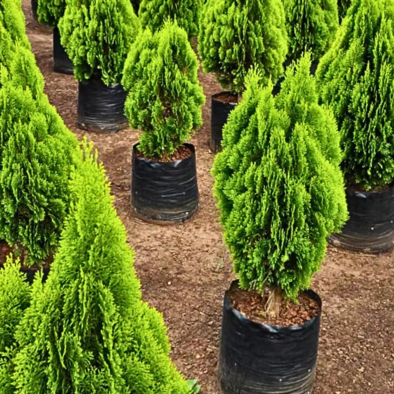 Buy Thuja, Golden Vidya Compacta (Morpankhi) - Plant Online at Lalitenterprise