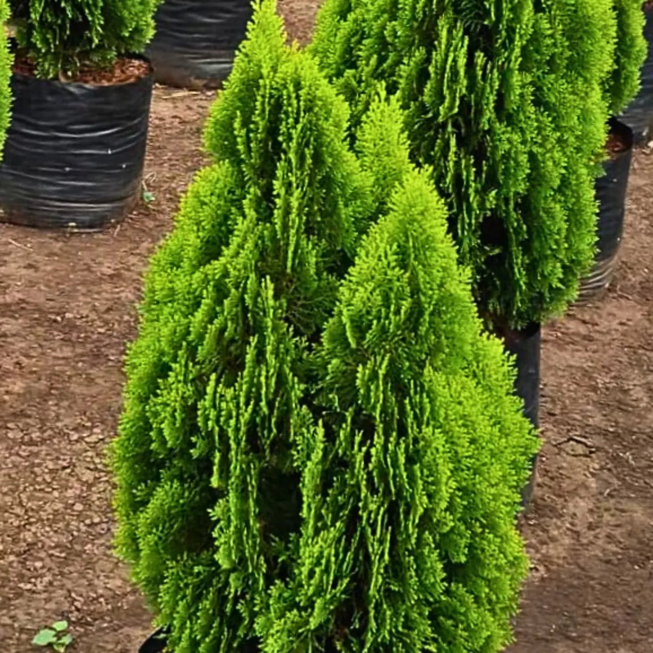 Buy Thuja, Golden Vidya Compacta (Morpankhi) - Plant Online at Lalitenterprise
