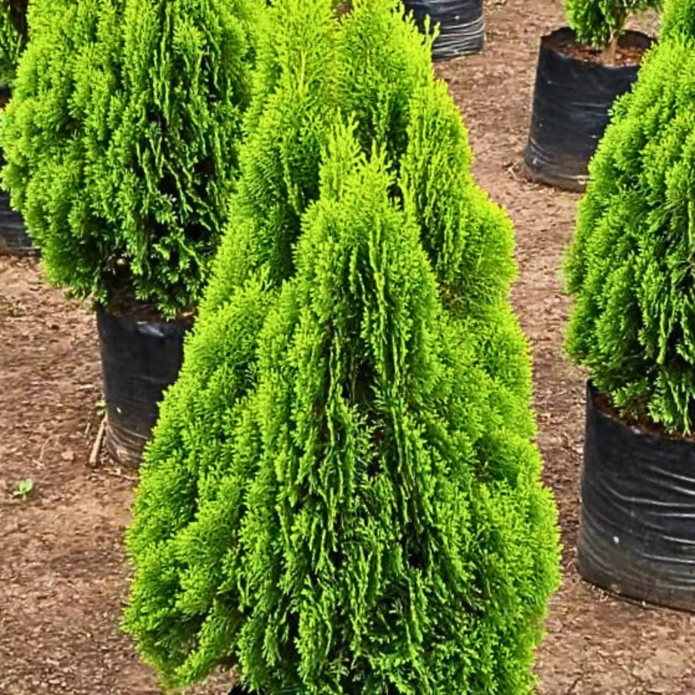 Buy Thuja, Golden Vidya Compacta (Morpankhi) - Plant Online at Lalitenterprise