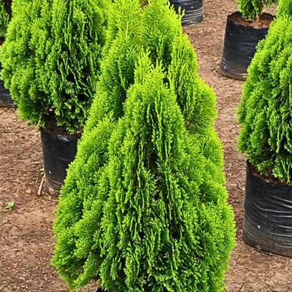 Buy Thuja, Golden Vidya Compacta (Morpankhi) - Plant Online at Lalitenterprise