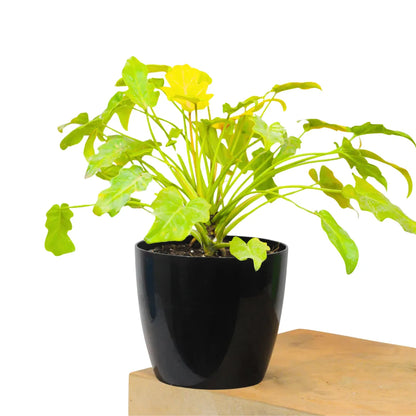 Buy Philodendron Xanadu Golden - Plant Online at Lalitenterprise