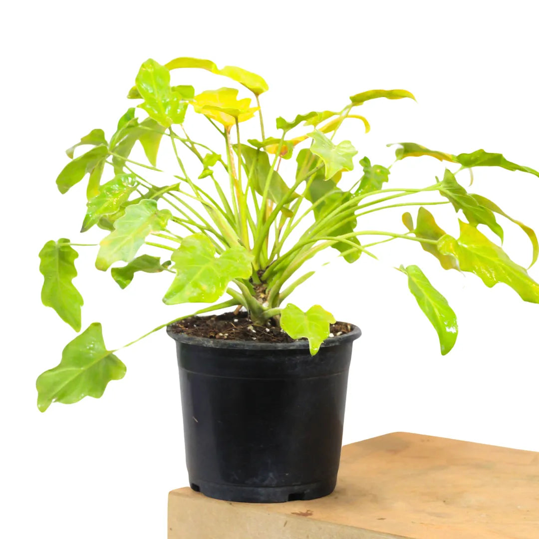 Buy Philodendron Xanadu Golden - Plant Online at Lalitenterprise