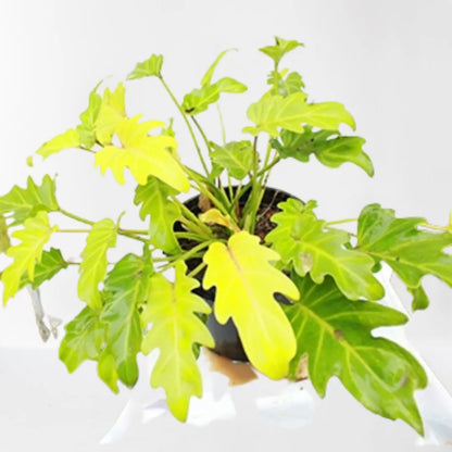 Buy Philodendron Xanadu Golden - Plant Online at Lalitenterprise