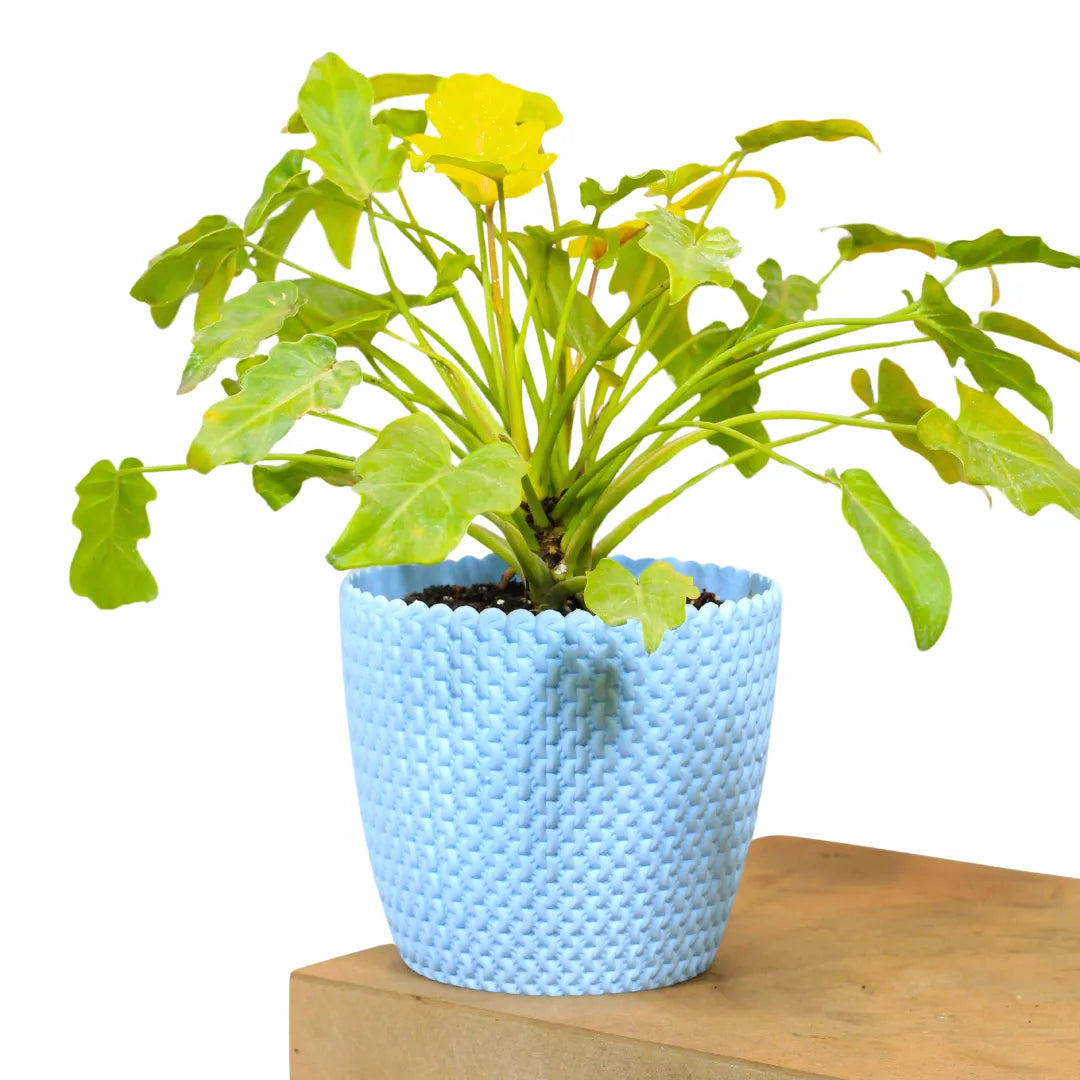 Buy Philodendron Xanadu Golden - Plant Online at Lalitenterprise