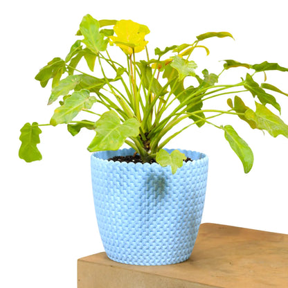 Buy Philodendron Xanadu Golden - Plant Online at Lalitenterprise