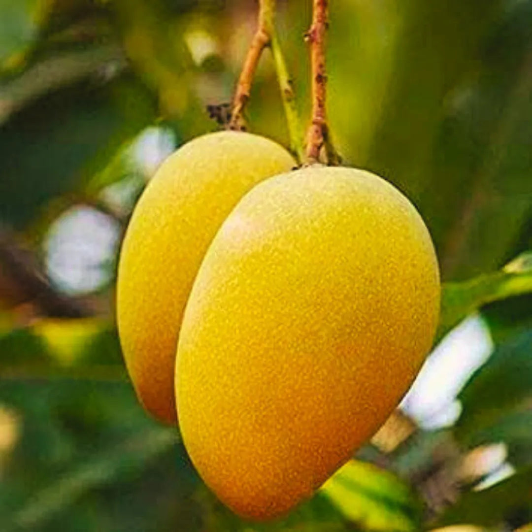Buy Grafted Banganapalle Mango - Plant Online at Lalitenterprise