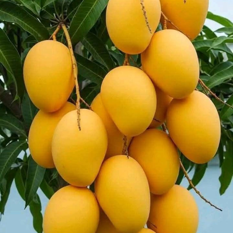 Buy Grafted Banganapalle Mango - Plant Online at Lalitenterprise
