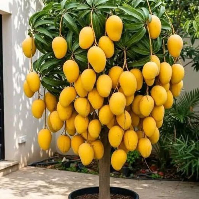 Buy Grafted Banganapalle Mango - Plant Online at Lalitenterprise