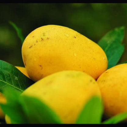 Buy Grafted Banganapalle Mango - Plant Online at Lalitenterprise