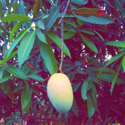 Buy Grafted Banganapalle Mango - Plant Online at Lalitenterprise