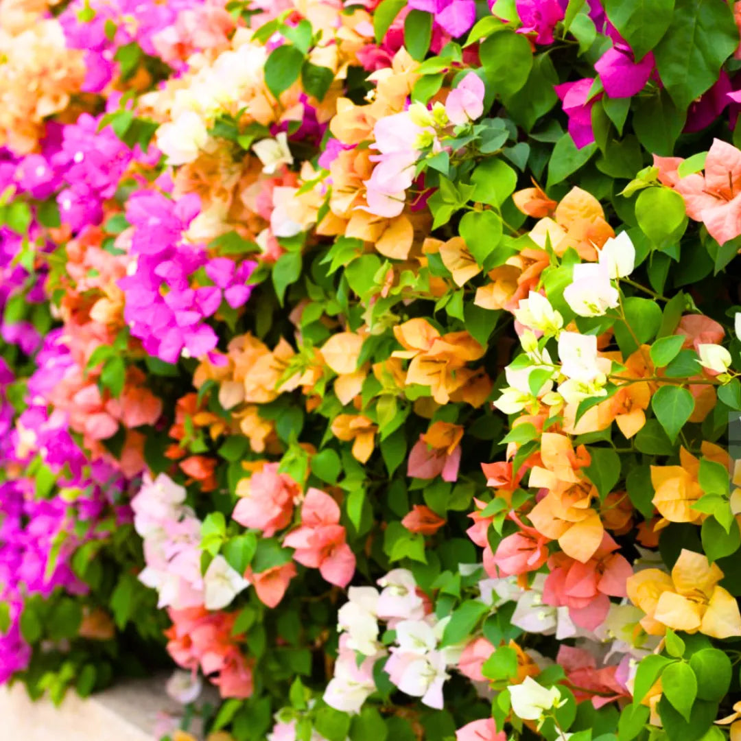 Buy Grafted Bougainvillea (Multicolour Flowers) - Plant Online at Lalitenterprise
