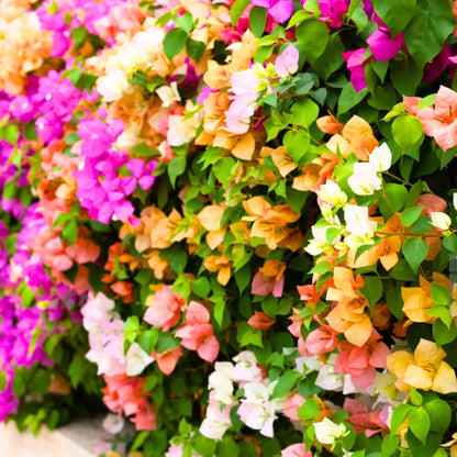 Buy Grafted Bougainvillea (Multicolour Flowers) - Plant Online at Lalitenterprise