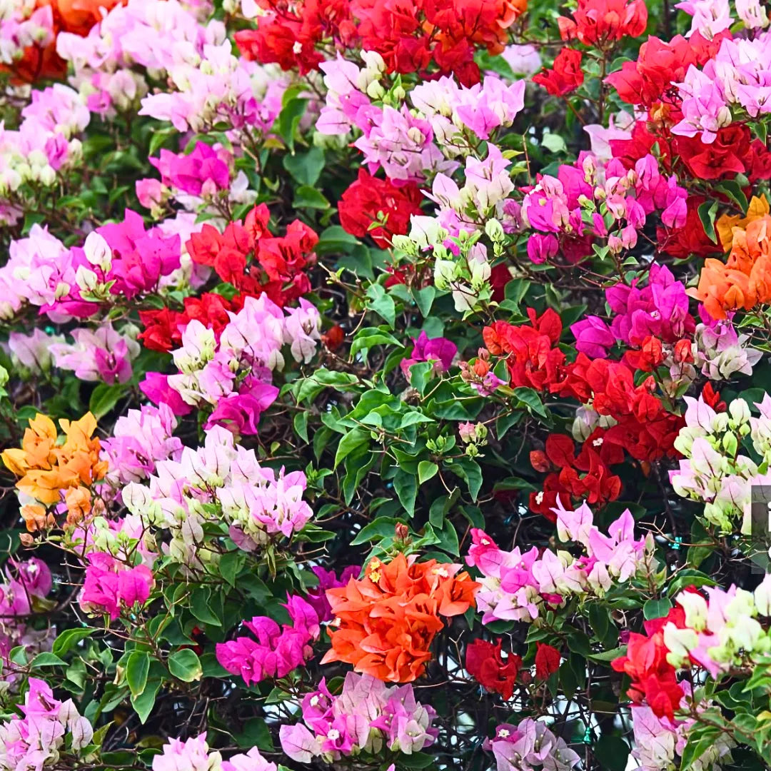 Buy Grafted Bougainvillea (Multicolour Flowers) - Plant Online at Lalitenterprise