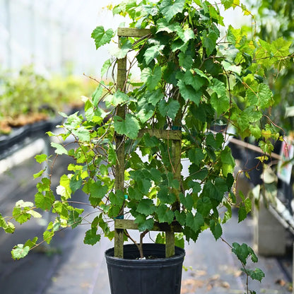 Buy Grafted Grape Fruit (Vitis Vinifera) "Angoor Vine" - Plant Online at Lalitenterprise