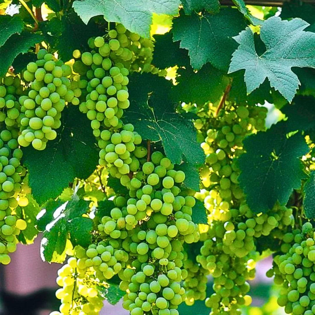 Buy Grafted Grape Fruit (Vitis Vinifera) "Angoor Vine" - Plant Online at Lalitenterprise