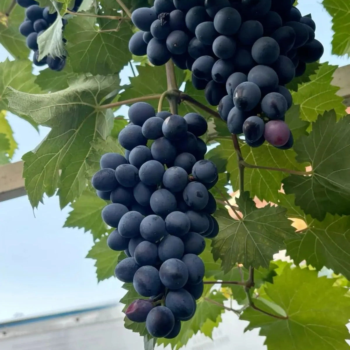 Buy Grafted Grape Fruit (Vitis Vinifera) "Angoor Vine" - Plant Online at Lalitenterprise