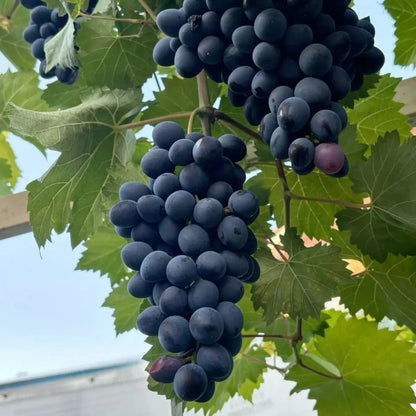 Buy Grafted Grape Fruit (Vitis Vinifera) "Angoor Vine" - Plant Online at Lalitenterprise