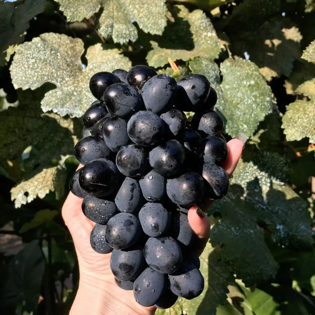 Buy Grafted Grape Fruit (Vitis Vinifera) "Angoor Vine" - Plant Online at Lalitenterprise