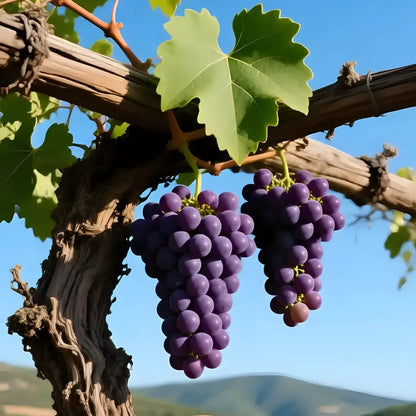 Buy Grafted Grape Fruit (Vitis Vinifera) "Angoor Vine" - Plant Online at Lalitenterprise