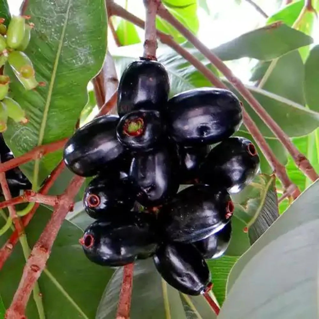 Grafted Jamun