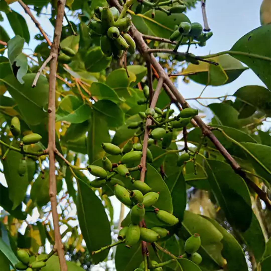 Syzygium cumini plant