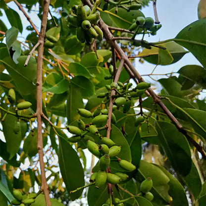 Syzygium cumini plant