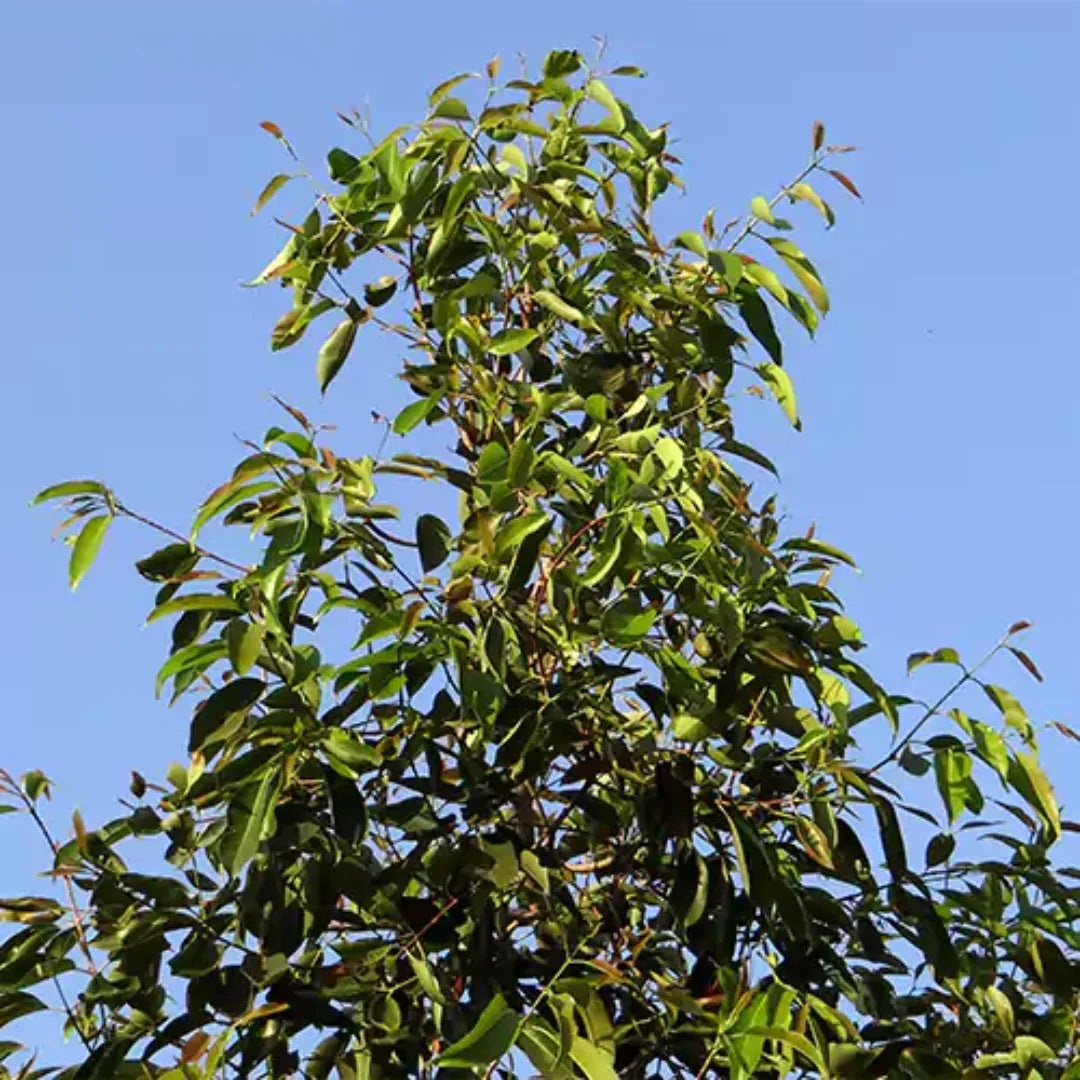 Indian Blackberry tree