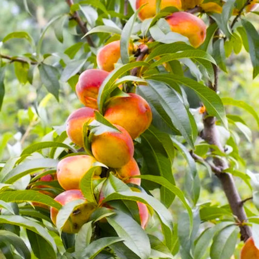 Buy Grafted Peach, (Prunus Persica) Aadu – Plant Online at Lalitenterprise