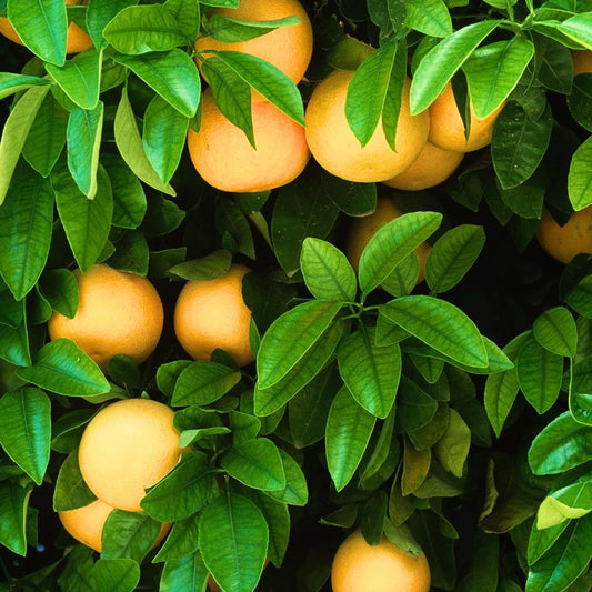 Buy Grapefruit (Citrus × Paradisi) Pomelo - Plant Online at Lalitenterprise
